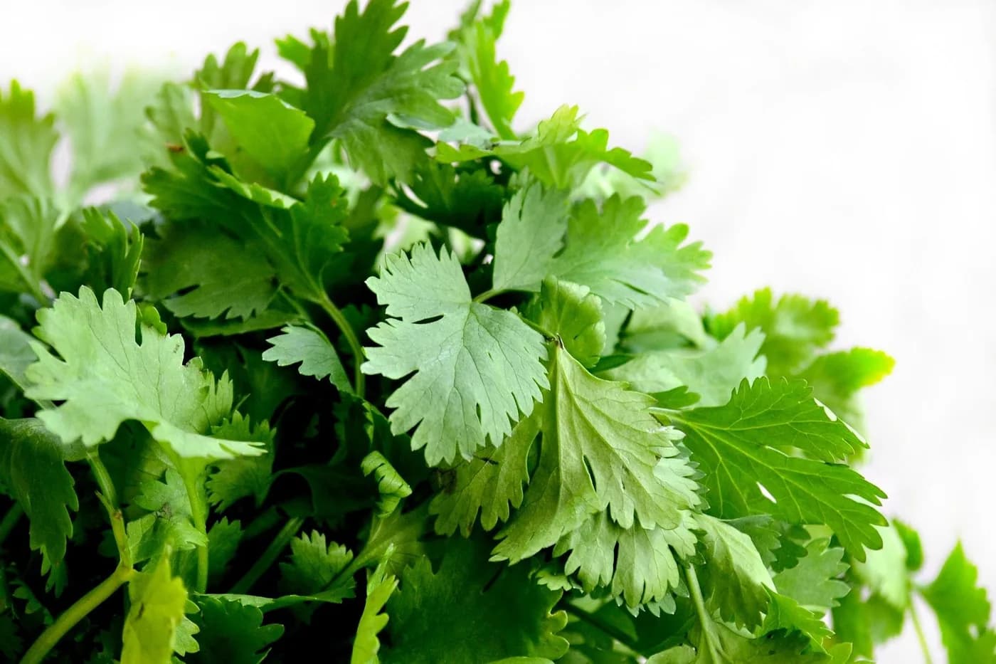 Coriander (Kothimeera)