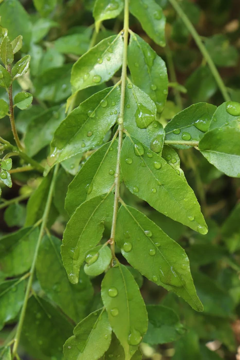Curry Leaves
