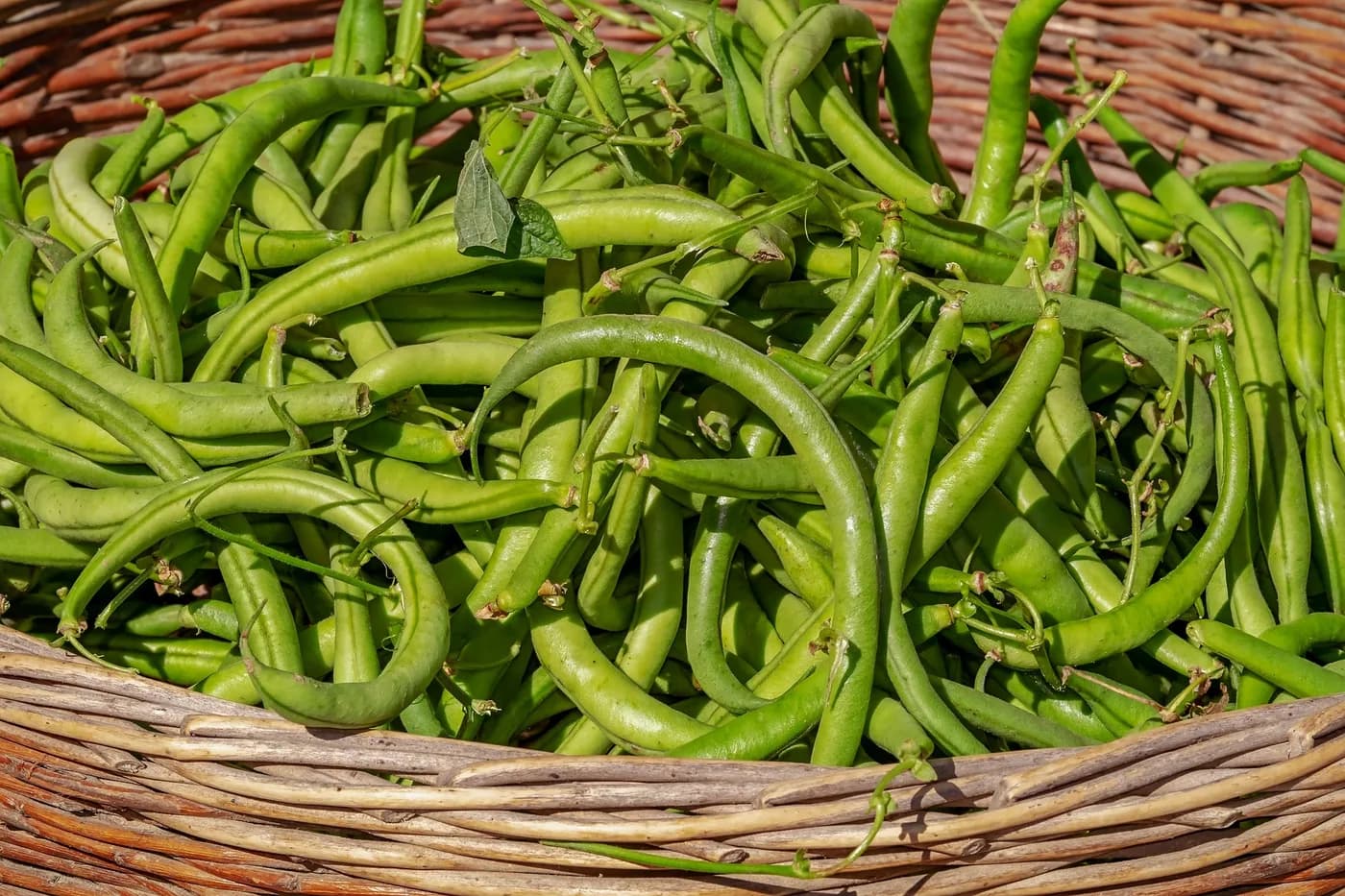 French Beans