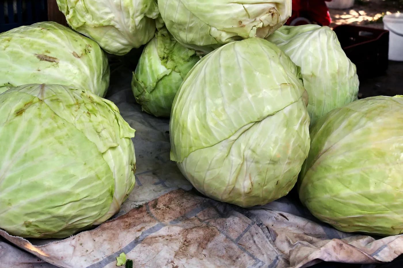 Cabbage