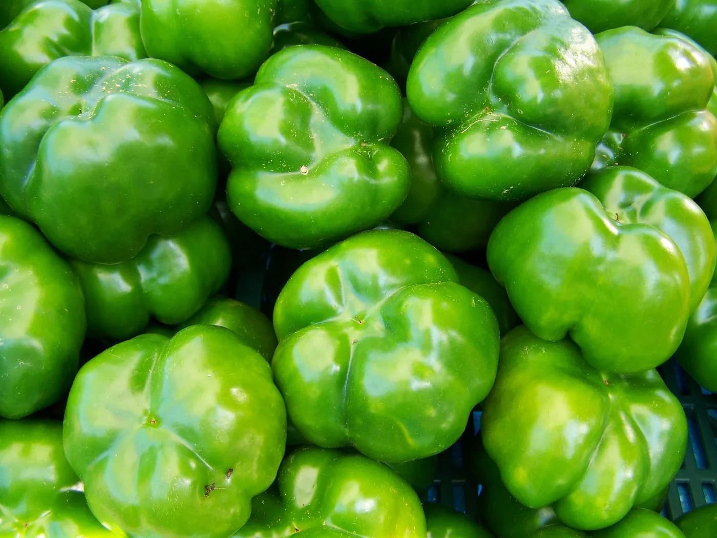 Capsicum