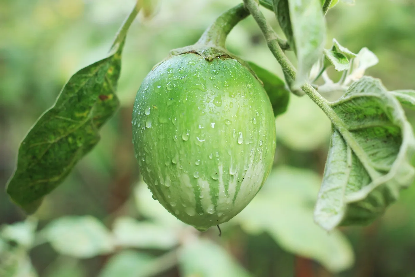 Green Brinjal