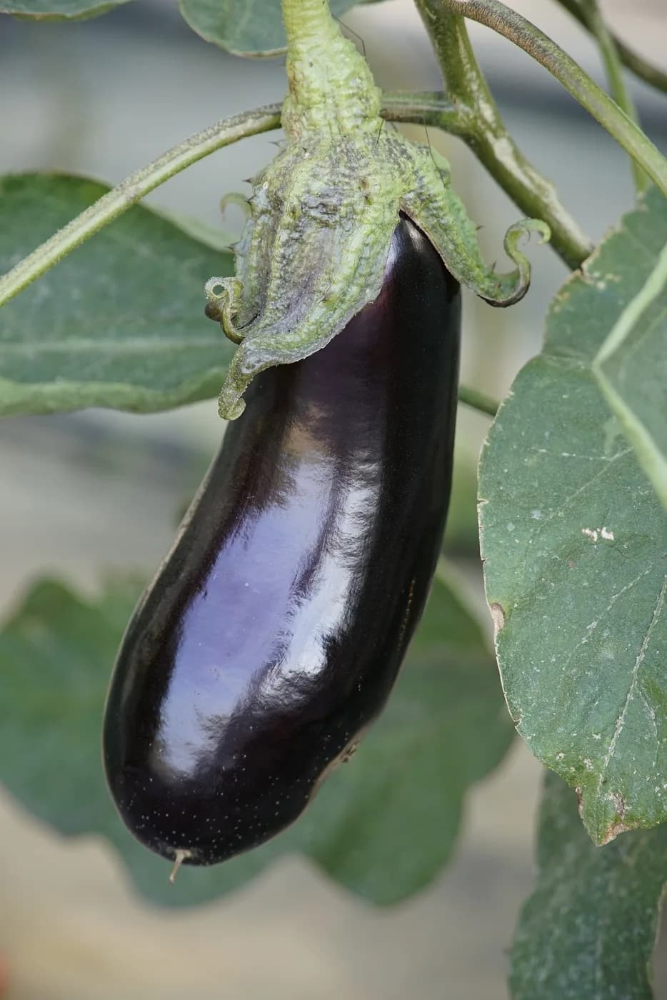 Long Brinjal