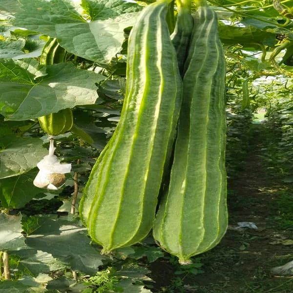 Ridge Gourd