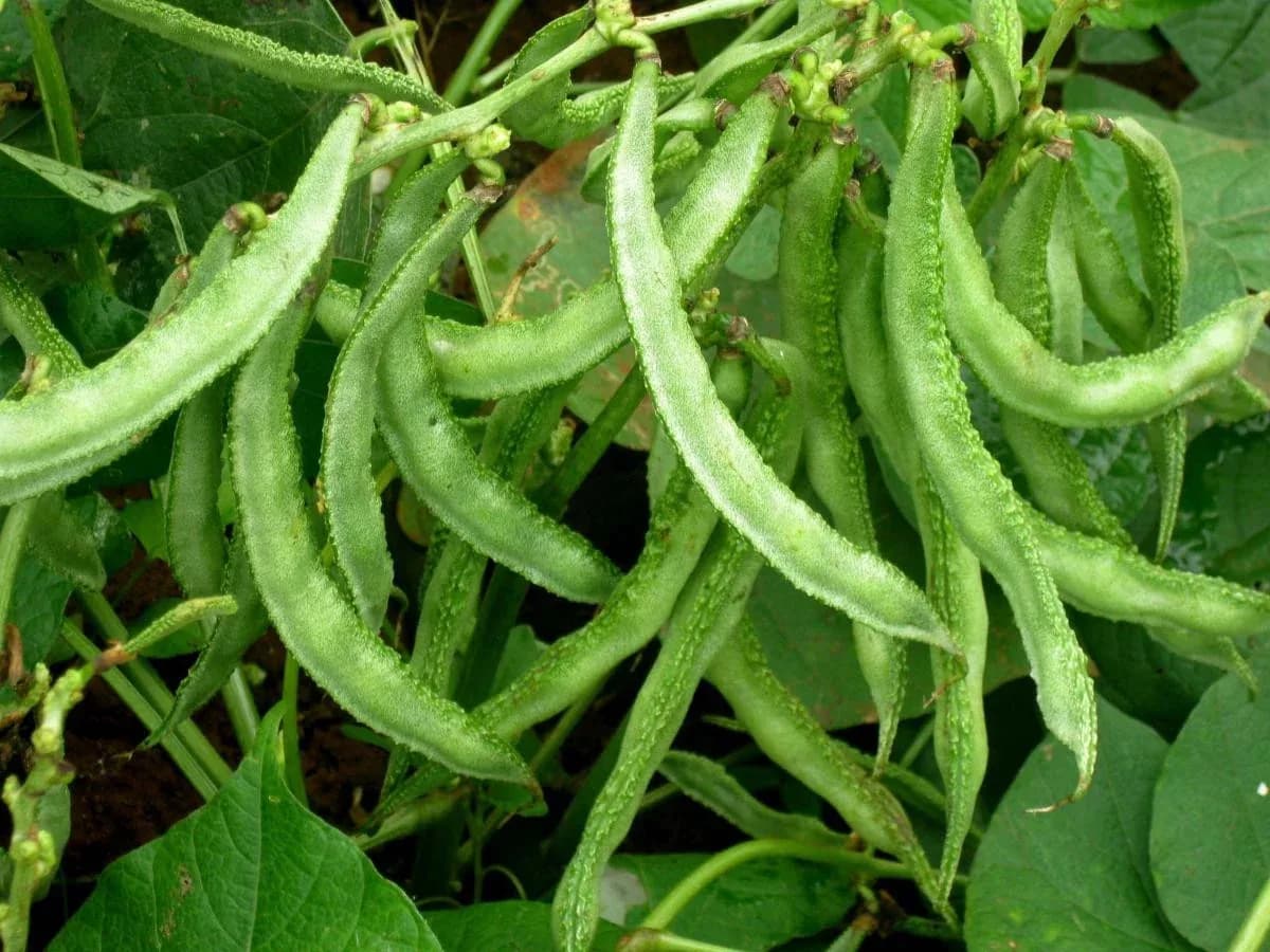 Chikkudukaya (Flat Beans)