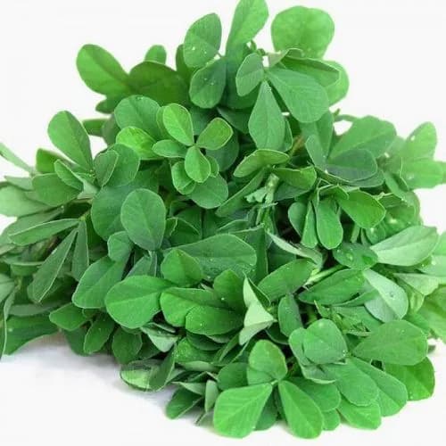 Methi (Fenugreek Leaves)