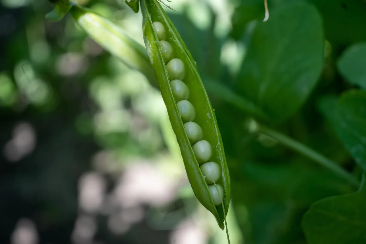 Peas