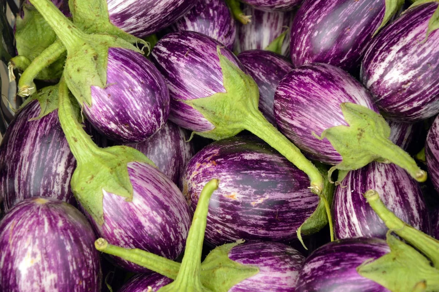 Purple Brinjal