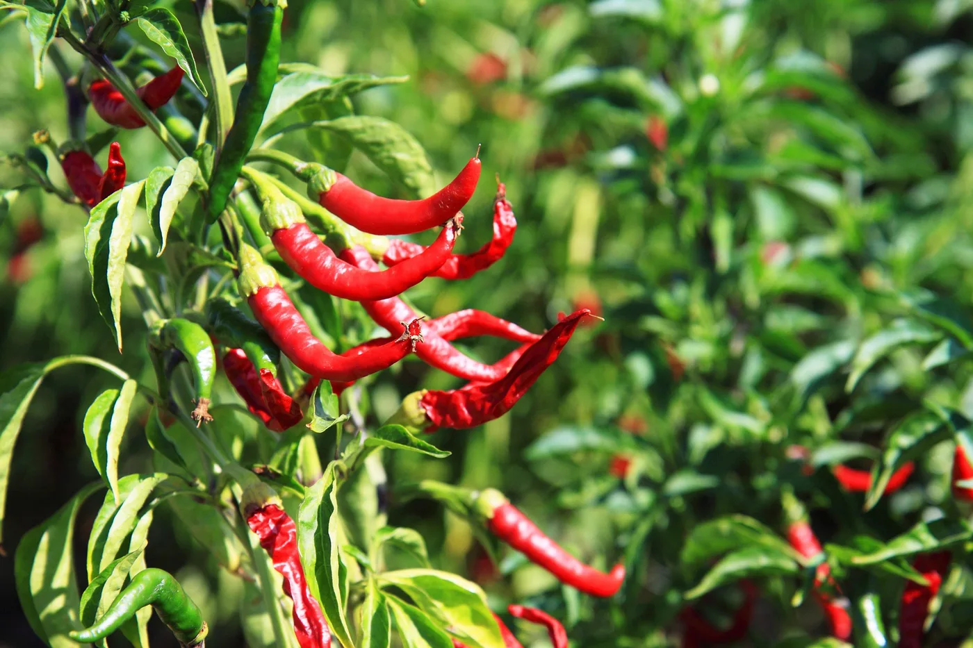 Red Chilli