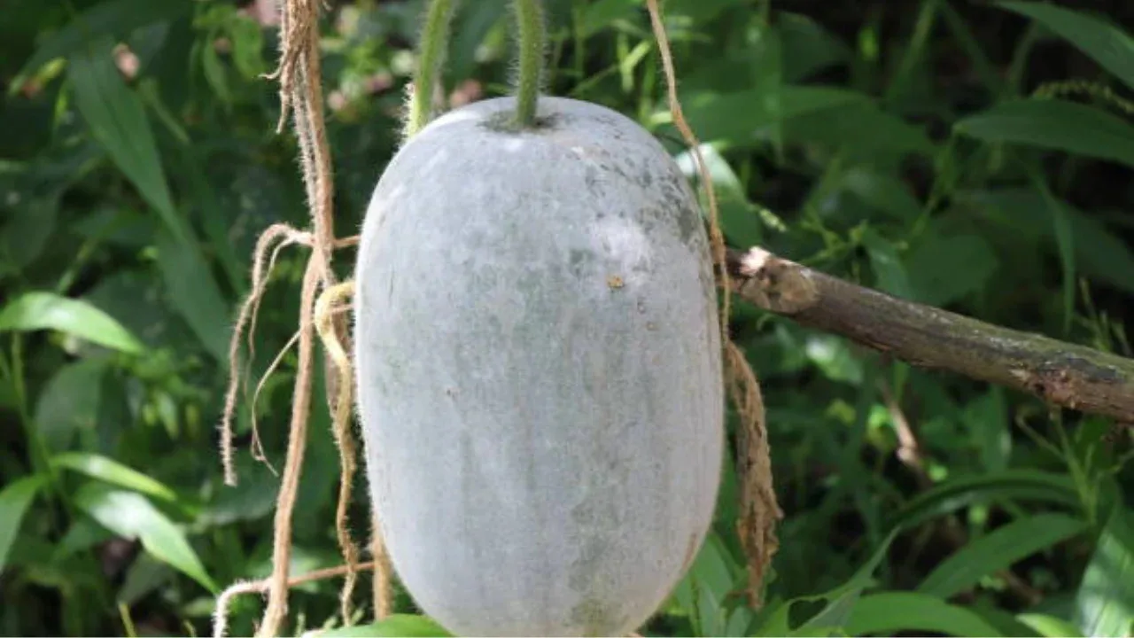 Ash Gourd