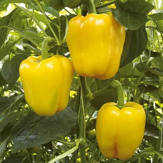 Yellow Capsicum